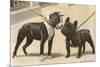 Boston Terrier and French Bulldog-null-Mounted Photographic Print
