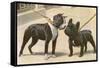 Boston Terrier and French Bulldog-null-Framed Stretched Canvas