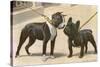 Boston Terrier and French Bulldog-null-Stretched Canvas