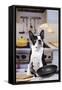 Boston Terrier Dog with Pancake Being Flipped-null-Framed Stretched Canvas