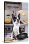 Boston Terrier Dog with Pancake Being Flipped-null-Stretched Canvas