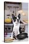 Boston Terrier Dog with Pancake Being Flipped-null-Stretched Canvas