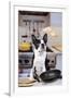 Boston Terrier Dog with Pancake Being Flipped-null-Framed Photographic Print