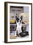 Boston Terrier Dog with Pancake Being Flipped-null-Framed Photographic Print