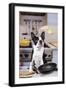 Boston Terrier Dog with Pancake Being Flipped-null-Framed Photographic Print