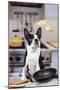 Boston Terrier Dog with Pancake Being Flipped-null-Mounted Photographic Print