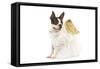 Boston Terrier Dressed Up in Angel Outfit-null-Framed Stretched Canvas