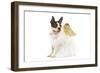 Boston Terrier Dressed Up in Angel Outfit-null-Framed Photographic Print