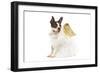 Boston Terrier Dressed Up in Angel Outfit-null-Framed Photographic Print