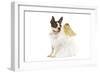 Boston Terrier Dressed Up in Angel Outfit-null-Framed Photographic Print