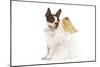 Boston Terrier Dressed Up in Angel Outfit-null-Mounted Photographic Print