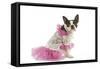 Boston Terrier Dressed Up in Pink Dress-null-Framed Stretched Canvas