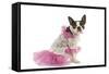 Boston Terrier Dressed Up in Pink Dress-null-Framed Stretched Canvas