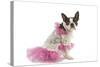 Boston Terrier Dressed Up in Pink Dress-null-Stretched Canvas