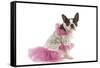 Boston Terrier Dressed Up in Pink Dress-null-Framed Stretched Canvas