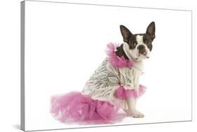 Boston Terrier Dressed Up in Pink Dress-null-Stretched Canvas