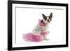 Boston Terrier Dressed Up in Pink Dress-null-Framed Photographic Print