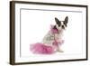 Boston Terrier Dressed Up in Pink Dress-null-Framed Photographic Print