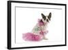 Boston Terrier Dressed Up in Pink Dress-null-Framed Photographic Print