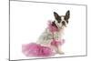 Boston Terrier Dressed Up in Pink Dress-null-Mounted Photographic Print