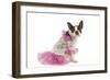 Boston Terrier Dressed Up in Pink Dress-null-Framed Photographic Print