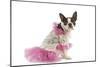 Boston Terrier Dressed Up in Pink Dress-null-Mounted Photographic Print