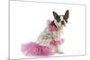 Boston Terrier Dressed Up in Pink Dress-null-Mounted Photographic Print