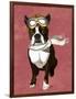 Boston Terrier Flying Ace-Fab Funky-Framed Art Print