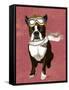 Boston Terrier Flying Ace-Fab Funky-Framed Stretched Canvas