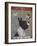 Boston Terrier Ice Cream-Fab Funky-Framed Art Print