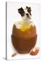 Boston Terrier in Boiled Egg-null-Stretched Canvas