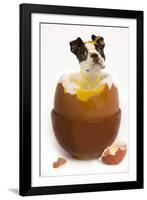 Boston Terrier in Boiled Egg-null-Framed Photographic Print
