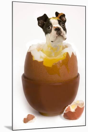 Boston Terrier in Boiled Egg-null-Mounted Photographic Print