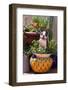 Boston Terrier in Garden Flower Pot-Zandria Muench Beraldo-Framed Photographic Print