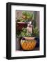 Boston Terrier in Garden Flower Pot-Zandria Muench Beraldo-Framed Photographic Print