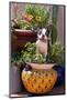 Boston Terrier in Garden Flower Pot-Zandria Muench Beraldo-Mounted Photographic Print