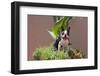 Boston Terrier in Garden Flower Pot-Zandria Muench Beraldo-Framed Photographic Print