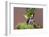 Boston Terrier in Garden Flower Pot-Zandria Muench Beraldo-Framed Photographic Print