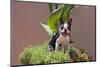 Boston Terrier in Garden Flower Pot-Zandria Muench Beraldo-Mounted Photographic Print