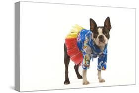 Boston Terrier in Studio Wearing Hawaii Shirt-null-Stretched Canvas