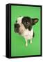 Boston Terrier in Studio with Green Background-null-Framed Stretched Canvas