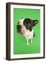 Boston Terrier in Studio with Green Background-null-Framed Photographic Print
