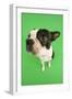 Boston Terrier in Studio with Green Background-null-Framed Photographic Print