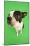 Boston Terrier in Studio with Green Background-null-Mounted Photographic Print