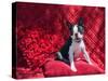 Boston Terrier on Red-Zandria Muench Beraldo-Stretched Canvas