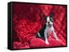 Boston Terrier on Red-Zandria Muench Beraldo-Framed Stretched Canvas