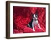 Boston Terrier on Red-Zandria Muench Beraldo-Framed Photographic Print