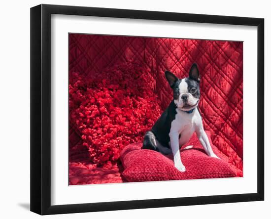 Boston Terrier on Red-Zandria Muench Beraldo-Framed Photographic Print