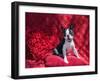 Boston Terrier on Red-Zandria Muench Beraldo-Framed Photographic Print