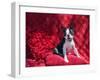 Boston Terrier on Red-Zandria Muench Beraldo-Framed Photographic Print